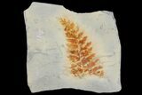 Fossil Fern (Dennstaedtia) - Montana #120821-1